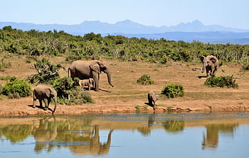 A herd of African elephants by a waterhole reflecting lush greenery and distant mountains. HD wallpaper
