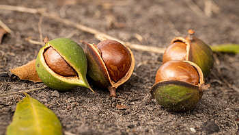 Macadamia tree, Backyard troubles, Nut cultivation, Australian macadamias HD wallpaper