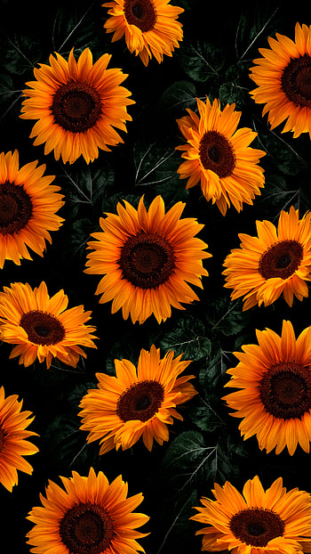 Flowers, orange, petal, Yellow, , Sunflower HD phone wallpaper