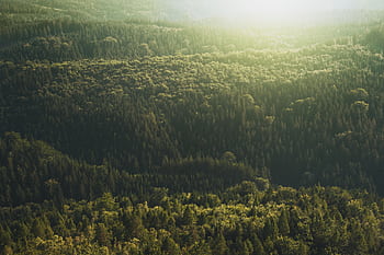 Aerial view of a vast evergreen forest bathed in sunlight, showcasing dense greenery and conifers. HD wallpaper