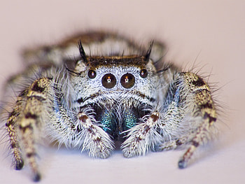 OMG...spider...!!!, animal, eyes, spider, cobweb HD wallpaper