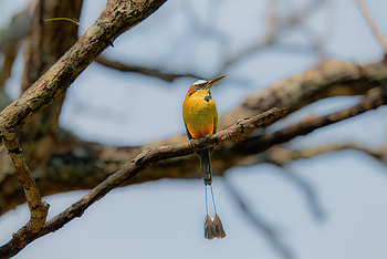 Animal, Motmot HD wallpaper