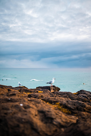 Animals, Birds, Sea, Seagulls, Rocks HD phone wallpaper