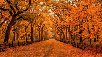 Central Park NY, Parks HD wallpaper
