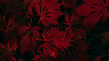 Dark black red, Autumn leaves, Black HD wallpaper