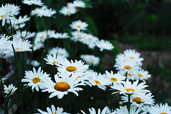 Flowers, Camomile, Flower Bed, Flowerbed, Field HD wallpaper