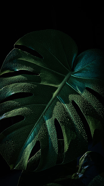 Monstera dark green le, Nature, leaf, pixel HD phone wallpaper