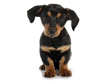 Puppy, animal, dog, white, black, cute, caine HD wallpaper