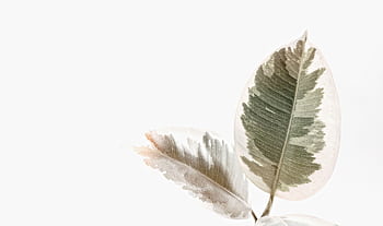Elegant and minimalist of variegated ficus leaves on white background. HD wallpaper