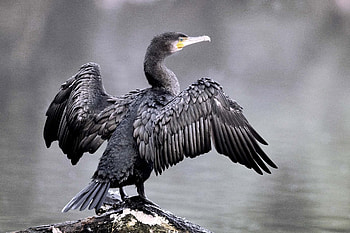 Great cormorant in Belek, Coastal beauty, Avian serenity, Stunning location HD wallpaper