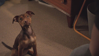 A Dog's Way Home , Furry protagonist, Emotional storyline, Lovable pet adventure HD wallpaper