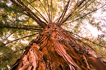 Canopy , Tree-covered heavens, Leafy expanse, Natural shelter HD wallpaper