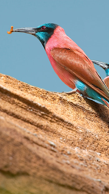 Central African Republic, Travels, Northern carmine bee eater, Nature animal birds HD phone wallpaper