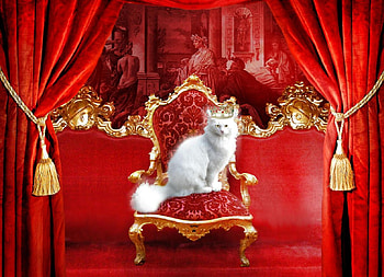 Royalty, white, throne, red, cat HD wallpaper