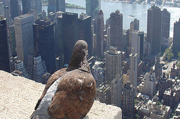 Bird's eyes, landscape, eyes, birds HD wallpaper