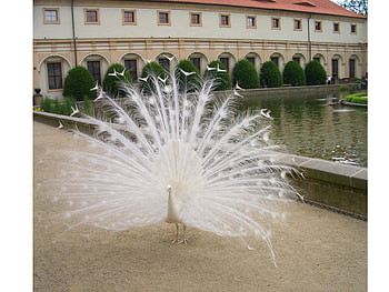Peacock an albino Prague a zoo, peacock, albino HD wallpaper