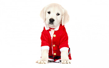 Waiting for Santa, dog, animal, white, craciun, cute, golden retriever, puppy, christmas, red, santa HD wallpaper