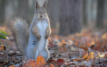 Gray squirrel, Nut foraging, Tree branches, Wildlife graphy HD wallpaper