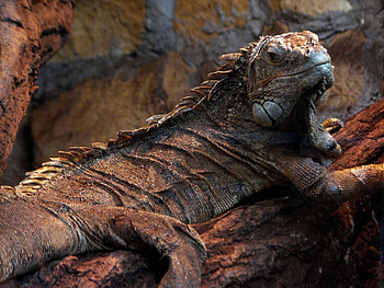 Animals, Lizards, Varans HD wallpaper