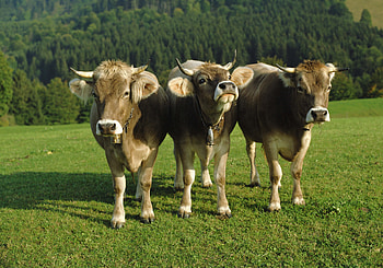 Animals, Bluebells, Cows, Lawn, Three HD wallpaper