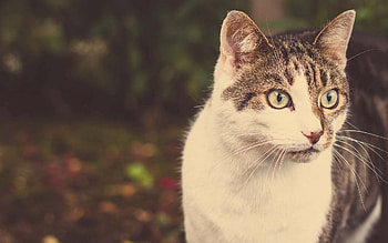 Animals, Cat, Muzzle, Emotions, Astonishment, Surprise HD wallpaper