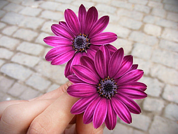 Center of happiness, flowers, brick sidewalk, daisies, hand HD wallpaper