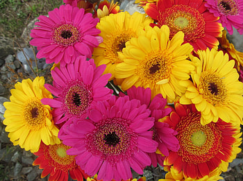 Bouquet, Gerberas, Flowers, Floral, Blooms, Plants HD wallpaper