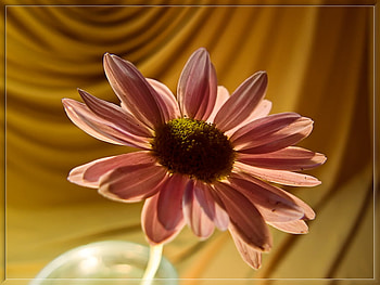 Tenderness Of Light, art , still life, pink, flower, alone, beautiful, lightining HD wallpaper