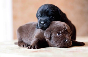 Animals, Dogs, Couple, Pair, Retriever, Labrador, Puppies HD wallpaper