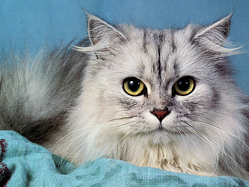 Grey persian, sweet, kitten, cat, pet HD wallpaper