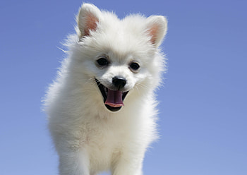 Animals, Dog, Puppy, Language, Tongue HD wallpaper