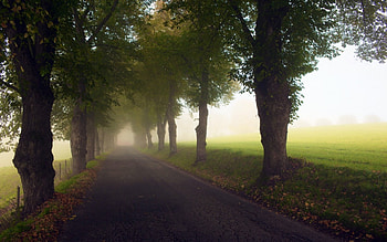 Peaceful Walk, trees, road, sky, scenic HD wallpaper