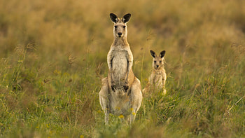Kangaroos Karl istheidiot1, Nach dir bullshft, Funky shit HD wallpaper
