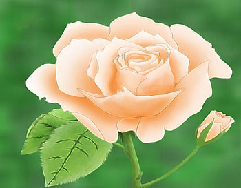 cute rose, delecate, plants, soft, nice, rose, blossoms, nature, flowers, blooms, lovely HD wallpaper
