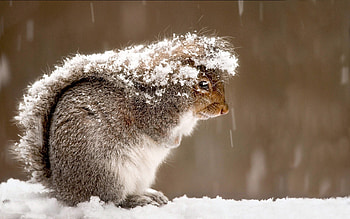 Animals, Squirrel, Snow, Cold HD wallpaper