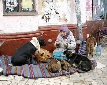 It Is Shared Everything, dog, poor, dogs, street, community, woman HD wallpaper