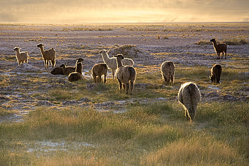 Animals, Sunset, Grass, Sky, Stroll, Lama, Llamas HD wallpaper