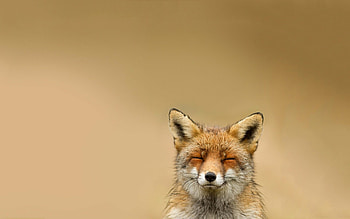 Stupid fox , Quirky and fun, Playfully charming, Lighthearted humor HD wallpaper