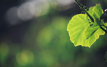 Grass, Background, Leaves, Macro HD wallpaper