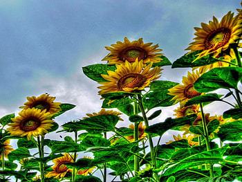 SUMMER DANCE, summer, R, field, flowers, sun HD wallpaper