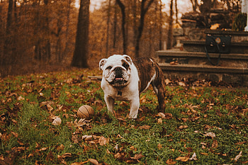 Animals, Grass, Autumn, Muzzle, Ball, Bulldog HD wallpaper