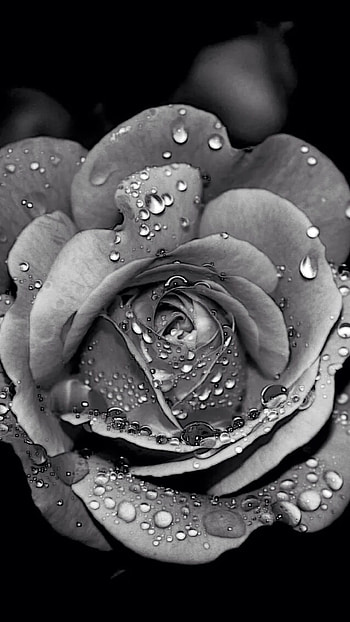 Black And White Rose HD phone wallpaper