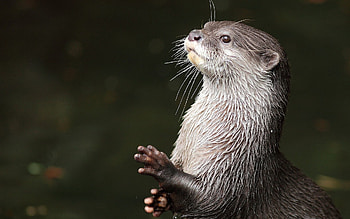 otter , Stunning wildlife portraits, Nature's acrobats, Admire their agility HD wallpaper