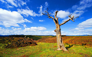 lonely tree , lonely, tree HD wallpaper