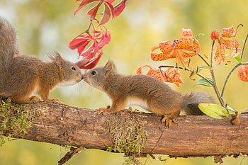 Animal squirrel , Cute squirrel, Animal facts, Nature HD wallpaper