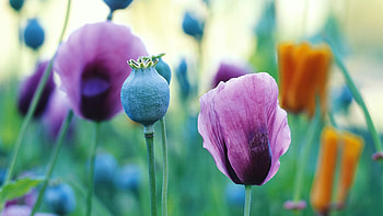Plants, Flowers HD wallpaper