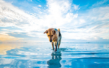 Dog On Lake, dog, lake, animals HD wallpaper