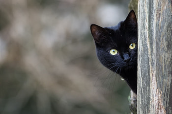 Black Cat, black, , eyes, cat, beautiful HD wallpaper
