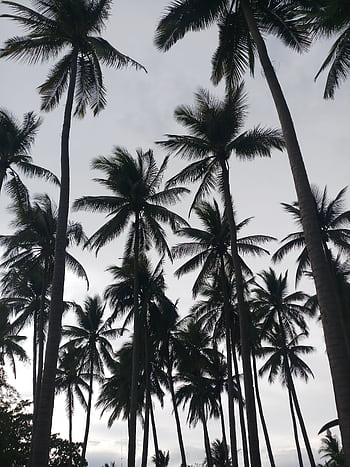 Silhouetted coconut palm trees reaching skyward, evoking a tropical, vacation vibe. HD phone wallpaper
