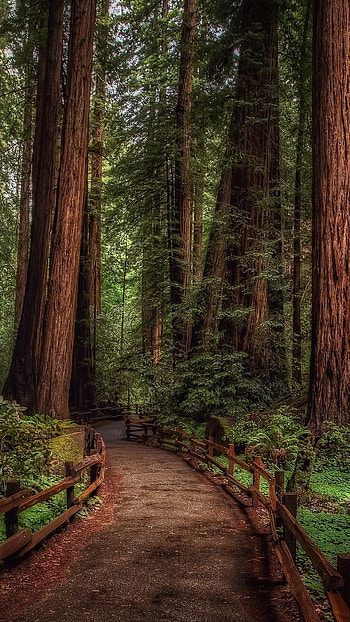 Redwood trees, , High-quality backgrounds, Tree preservation HD phone wallpaper